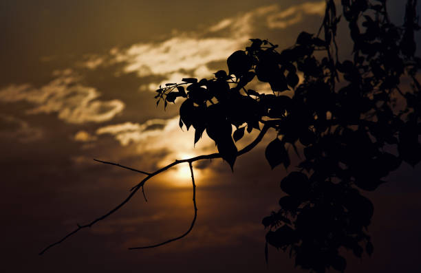 Silhouette tree leaves in the dark afternoon unique photo
