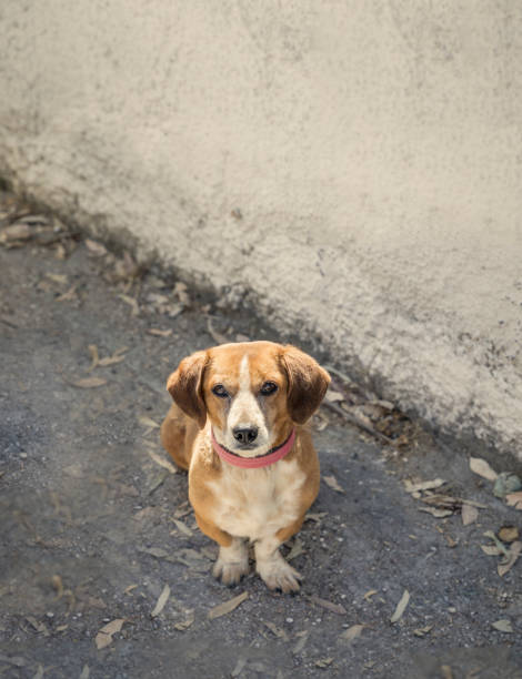 istock Mix Breed Wiener Dog . isolated 1153695155