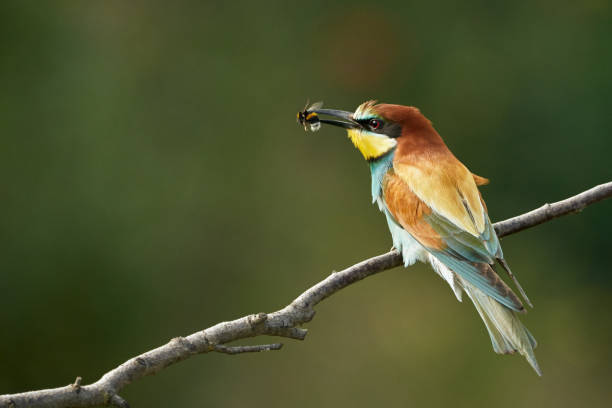 istock One European Bee-Eater (merops apiaster) sitting on a branch in nature eating a bee 1153695567