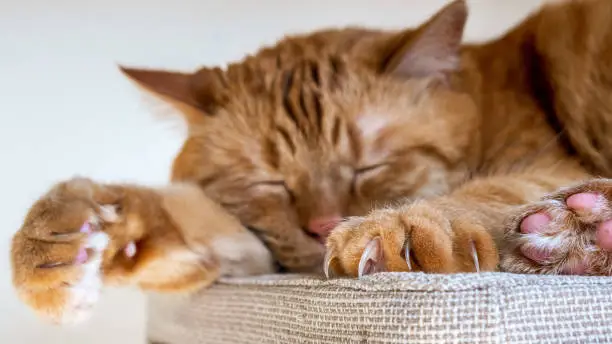 Photo of Large orange cat sleeping on a chair; Selective focus on large claws visible on one of the front paws