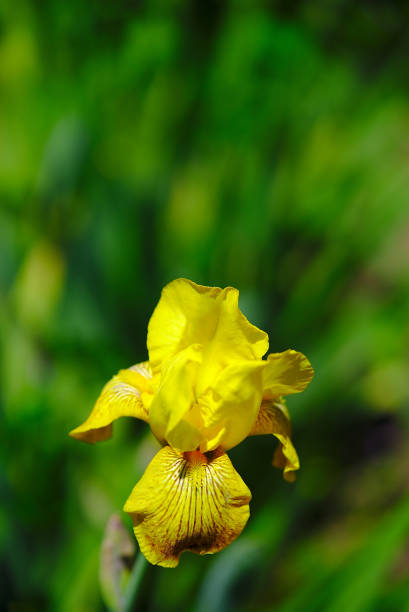 istock bright yellow garden Iris flower 1153696917