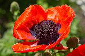 Poppy. Flower in the garden