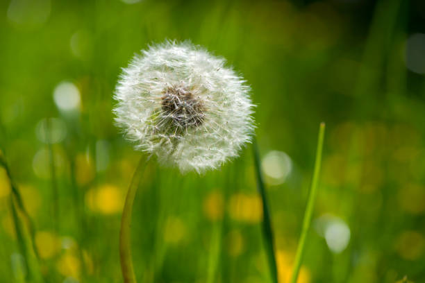 istock Dandelions in the grass 1153698128