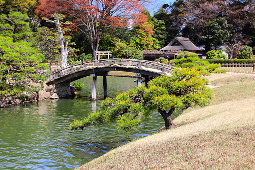 Decorative bridge and pine in Koishikawa Korakuen garden, Okayama, Japan