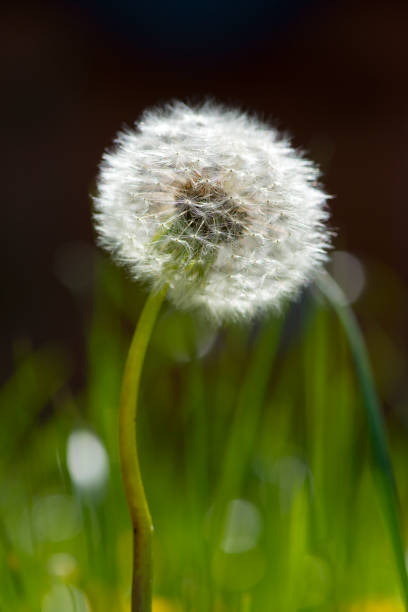 istock Dandelions in the grass 1153700160