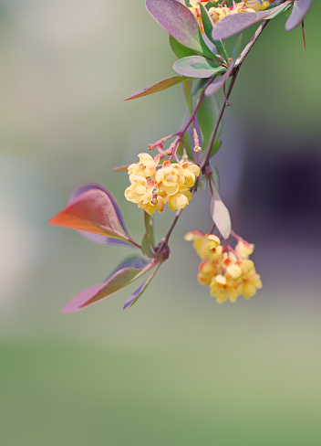Beautiful yellow flowers on a branch, blurred background, macro, spring natural image.