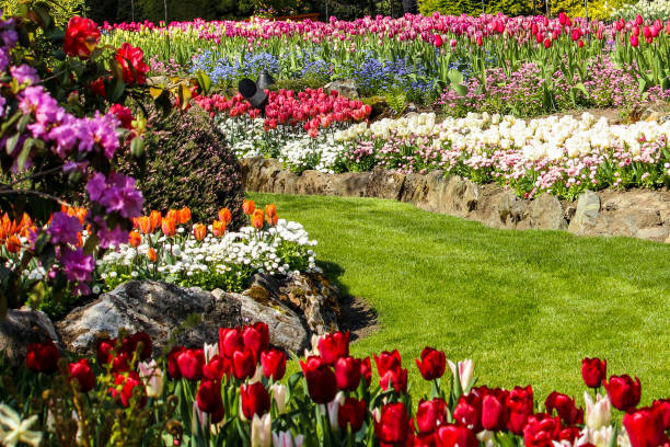 istock Many Tulips Growing in a Big Garden 1153700304