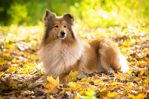 Collie dog lying down on autumn forest with golden leaves at sunlight