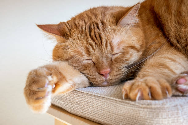 istock Large orange cat sleeping on a chair; large claws visible on on of the front paws 1153702080