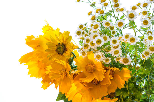 bouquet of chamomile isolated on white background