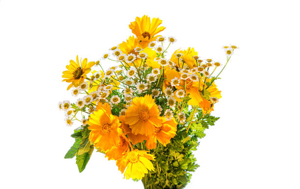 istock bouquet of chamomile isolated on white background 1153702974