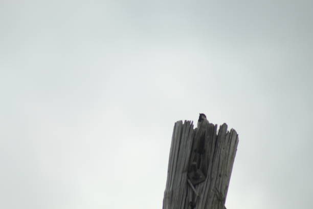 A male house sparrow perched on top of a telephone pole on a cloudy day.
