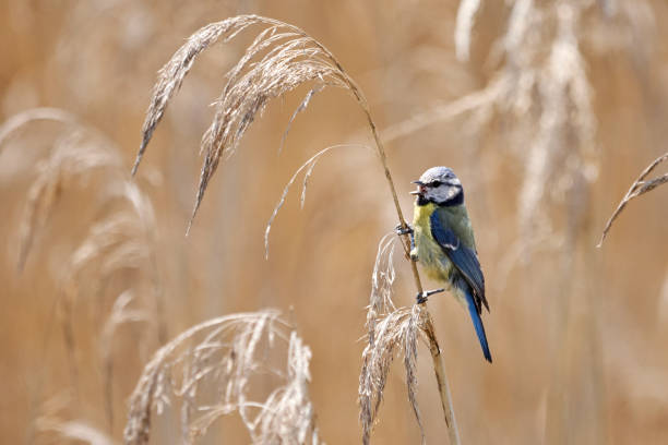 istock Blue Tit sitting in the grassland - Cyanistes caeruleus 1153705563