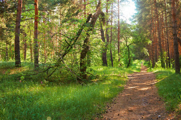 istock Footpath for people in the green forest. National park. 1153705610