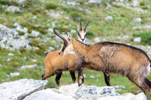 istock Chamois Tatra ( Rupicapra rupicapra tatrica ). Tatra Mountains. 1153706563