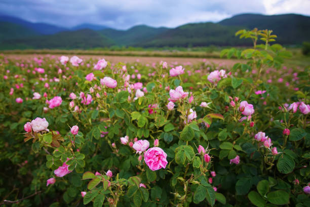 istock Beautiful Bulgarian Damask Roses 1153707270