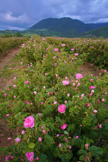 istock Beautiful Bulgarian Damask Roses 1153707282
