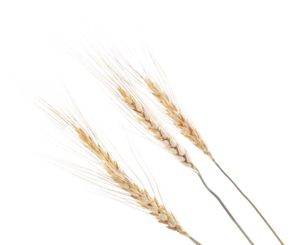 istock A bunch of grains. 1153707659