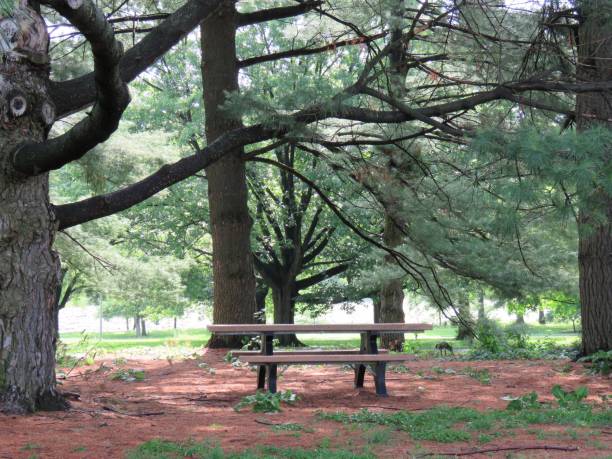 istock picnic table in wooded area 1153707826