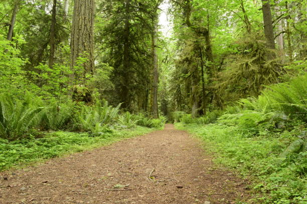 istock Inside The Forest At Millersylvania State Park 1153708009