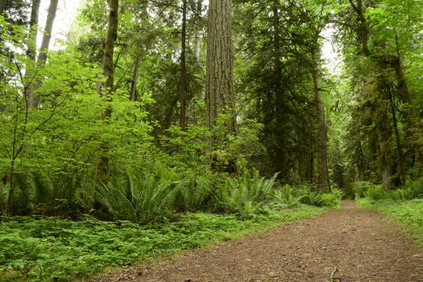 istock Inside The Forest At Millersylvania State Park 1153708088