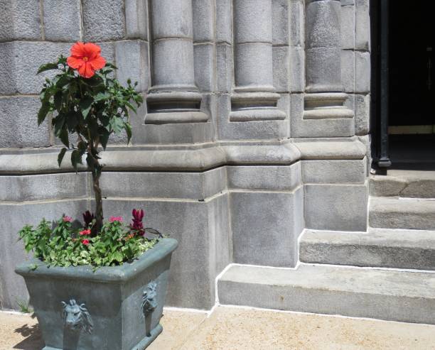 istock potted plant by building, copy space 1153708138