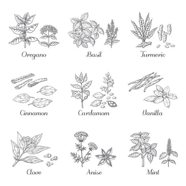 ilustrações de stock, clip art, desenhos animados e ícones de hand drawn spices. herbs and vegetables sketch elements, oregano turmeric cardamom basil and mint. vector indian food spices - cardamom