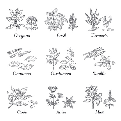 Hand drawn spices. Herbs and vegetables sketch elements, oregano turmeric cardamom basil and mint. Vector dried roots Indian food spices