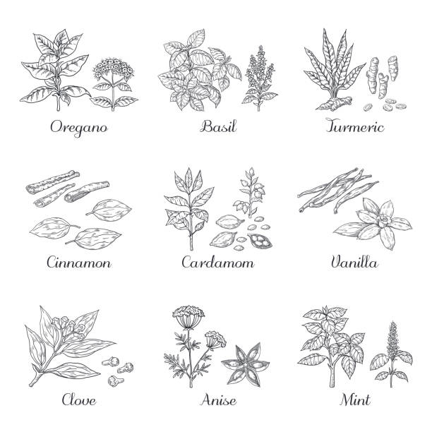 Hand drawn spices. Herbs and vegetables sketch elements, oregano turmeric cardamom basil and mint. Vector Indian food spices Hand drawn spices. Herbs and vegetables sketch elements, oregano turmeric cardamom basil and mint. Vector dried roots Indian food spices cardamom stock illustrations