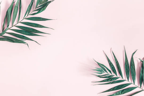 Summer composition. Tropical palm leaves on pastel pink background. Summer concept. Flat lay, top view, copy space