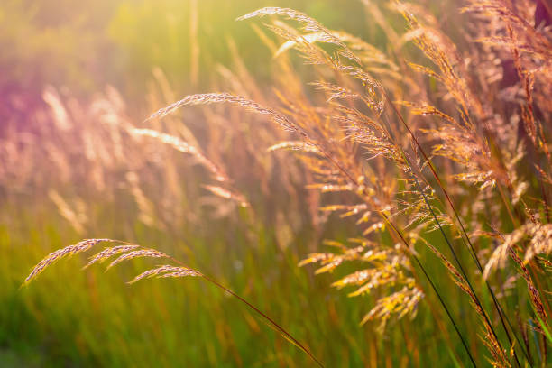 крупным планом травы прерии освещены солнцем в золотой час - prairie стоковые фото и изображения