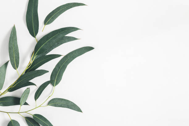 istock Eucalyptus leaves on white background. Pattern made of eucalyptus branches. Flat lay, top view, copy space 1153709949