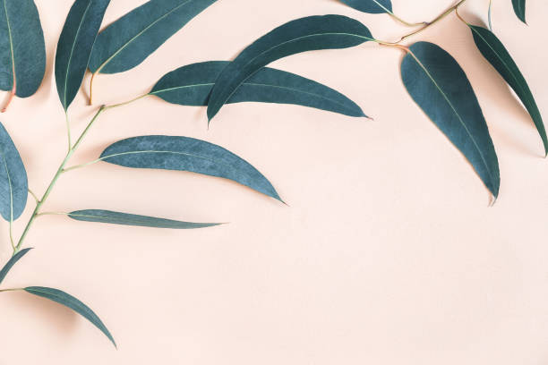 istock Eucalyptus leaves on pastel beige background. Frame made of eucalyptus branches. Flat lay, top view, copy space 1153710046