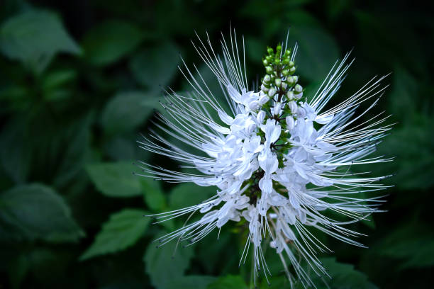 Catwhiskers Macro Macro shot of Catwhiskers bloom on dark leaves orthosiphon aristatus stock pictures, royalty-free photos & images