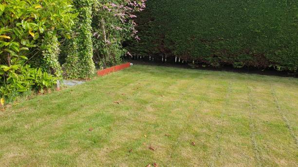 istock Mown lawn in garden with hedge 1153710169