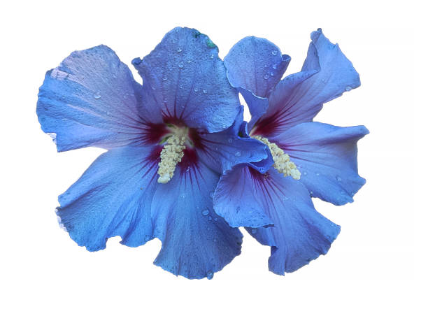 istock Pair of Blue Satin Hibiscus with Dewdrops Isolated on White 1153710226