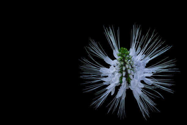 Macro Catwhiskers From the Top Isolated on Black Macro shot of Catwhiskers bloom on isolated on black. orthosiphon aristatus stock pictures, royalty-free photos & images