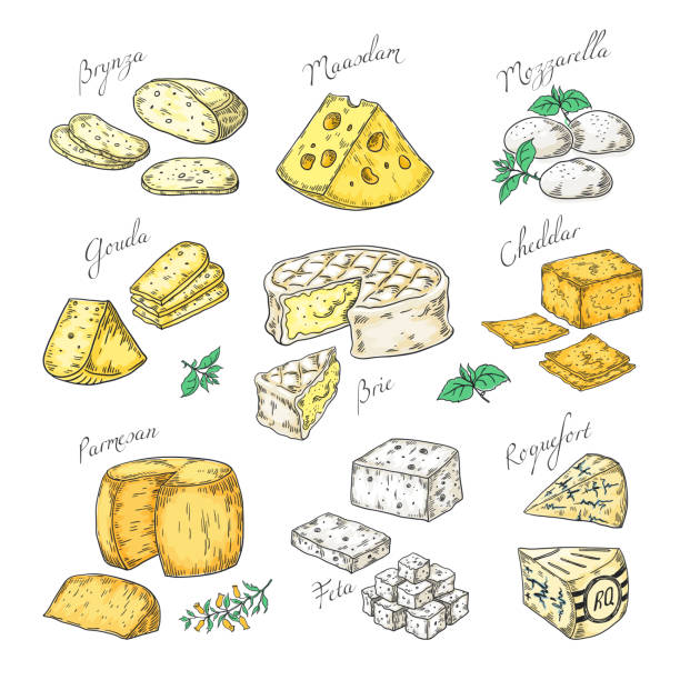 Hand drawn cheese. Doodle appetizers and food slices, different cheese types Parmesan, brie cheddar feta. Vector sketch of snacks Hand drawn cheese. Doodle appetizers and food slices, different cheese types Parmesan, brie cheddar feta. Vector vintage sketch of snacks assorted cheese drawings stock illustrations