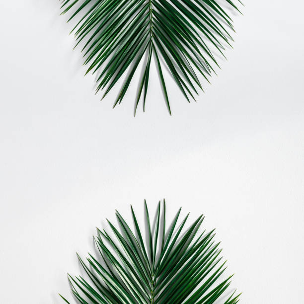 istock Summer composition. Tropical palm leaf on pastel gray background. Summer concept. Flat lay, top view, copy space 1153710289