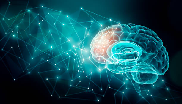 신경 총 라인과 인간의 뇌 활동... 전 두 엽의 외부 대뇌 연결. 통신, 심리학, 인공 지능 또는 ai, 신경 정보 또는 인식 개념 그림 복사 공간. - brain x ray image nerve cell intelligence stock illustrations