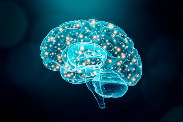 인간의 두뇌. 대뇌 또는 신경 활동 개념. 과학, 인지, 심리학, 기억력, 개념적 그림을 배웁니다. - brain x ray image nerve cell intelligence stock illustrations