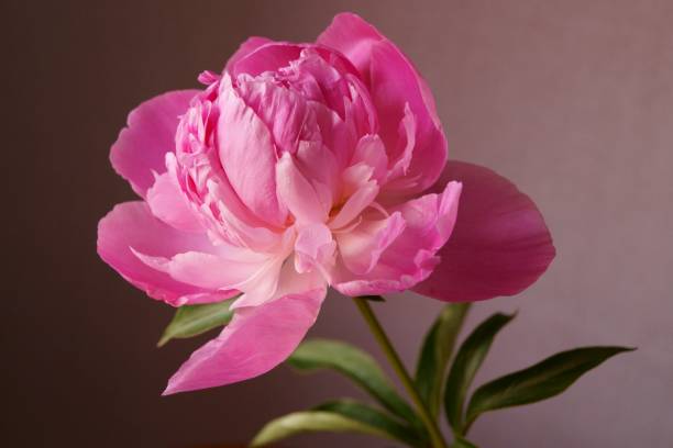istock Beautiful background with pink peony flower - Paeonia 1153711291