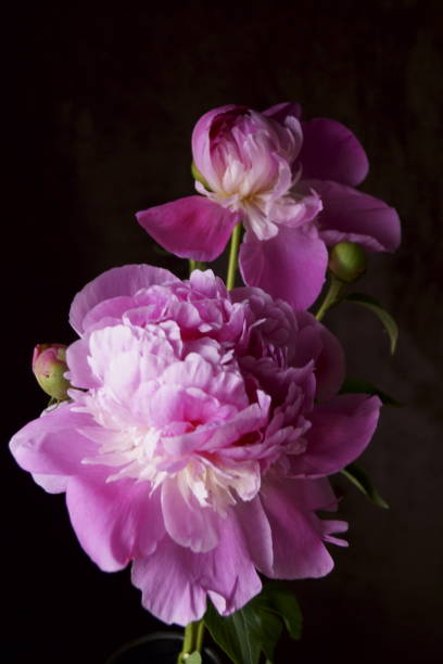 istock Beautiful background with pink peony flowers - Paeonia 1153711330