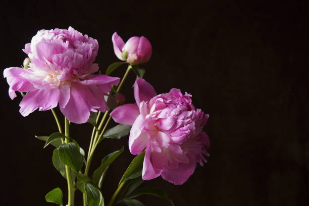 istock Beautiful background with pink peony flowers - Paeonia 1153711332
