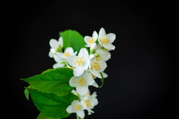 istock beautiful white jasmine flowers on a branch isolated on black 1153711369