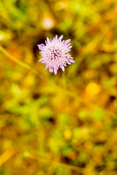 Flower with unfocused wheat field background