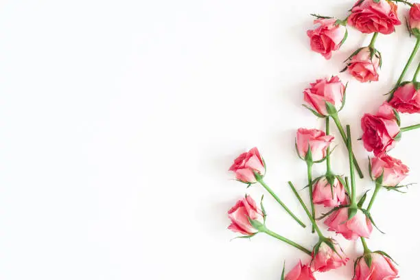 Photo of Flowers composition. Rose flowers on white background. Flat lay, top view, copy space