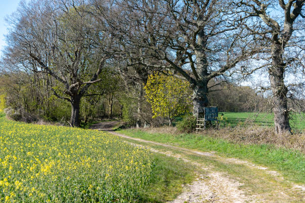 istock Spring dirt track in Schleswig-Holstein 1153711870