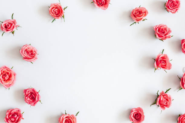 istock Flowers composition. Rose flowers on pastel gray background. Flat lay, top view, copy space 1153711878