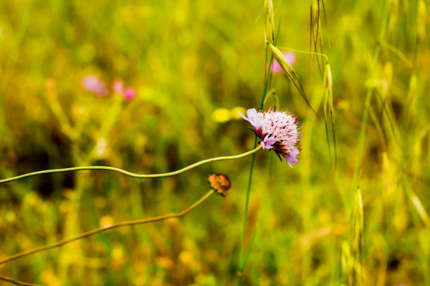 Flower with unfocused wheat field background